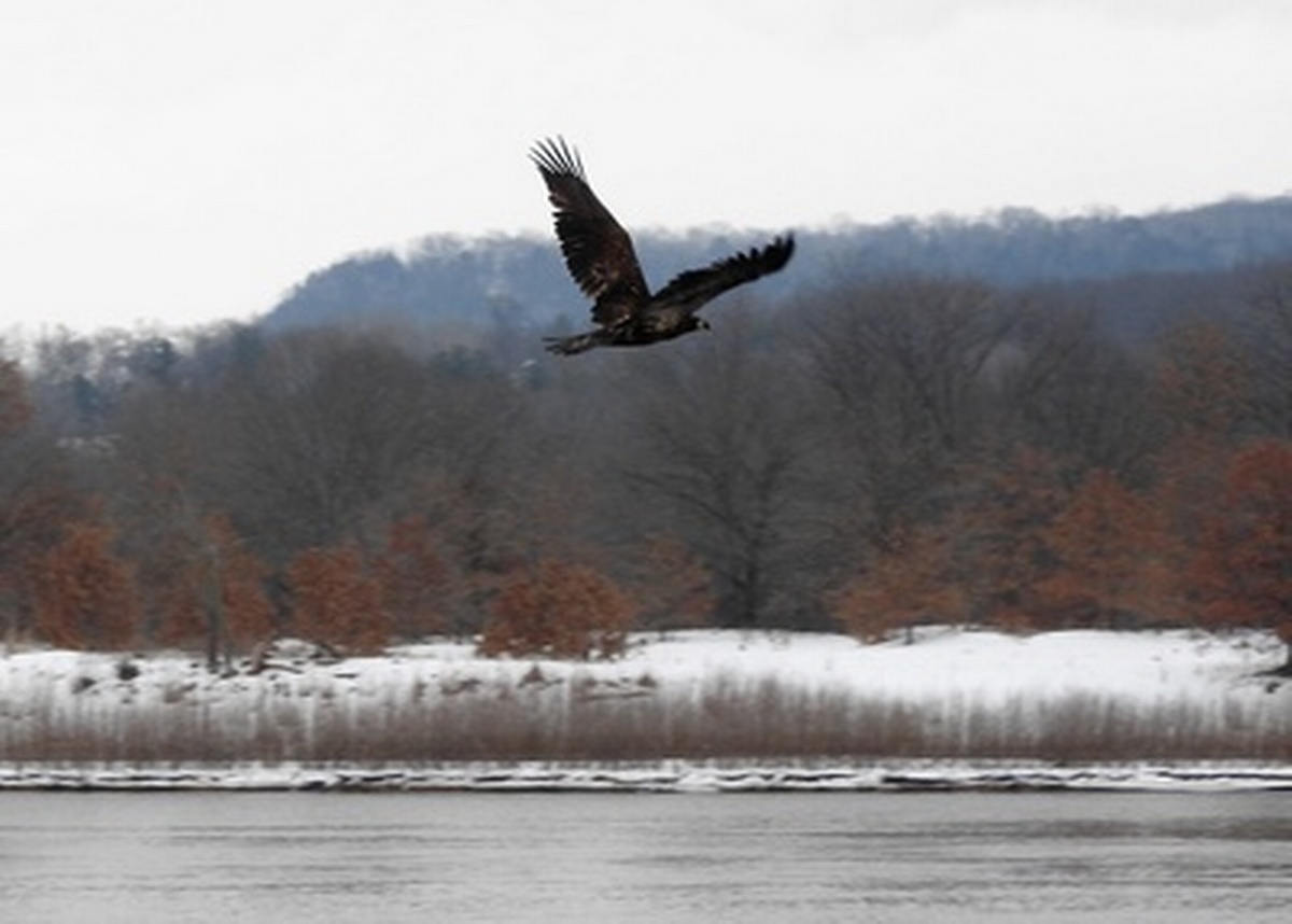 Bald Eagle Watching Days 2025 - Jan 18, 2025 to Jan 19, 2025 - Sauk